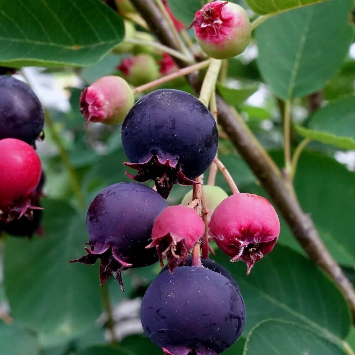 Serviceberry seeds - Fruit Plant for Home Gardens