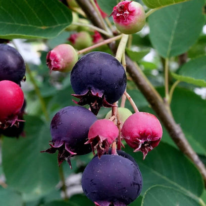 Serviceberry seeds - Fruit Plant for Home Gardens