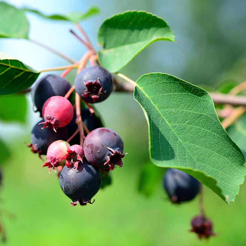 Serviceberry seeds - Fruit Plant for Home Gardens