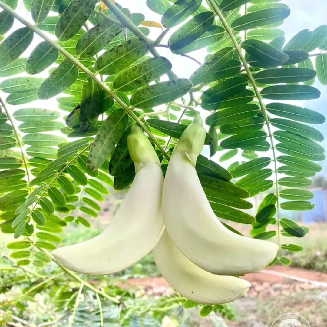 Sesbania Grandiflora Seeds - Heirloom Vegetable Plant for Home Gardens 