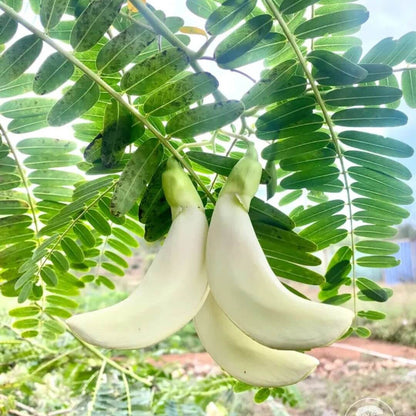 Sesbania Grandiflora Seeds - Heirloom Vegetable Plant for Home Gardens 