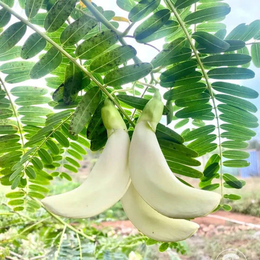 Sesbania Grandiflora Seeds - Heirloom Vegetable Plant for Home Gardens 