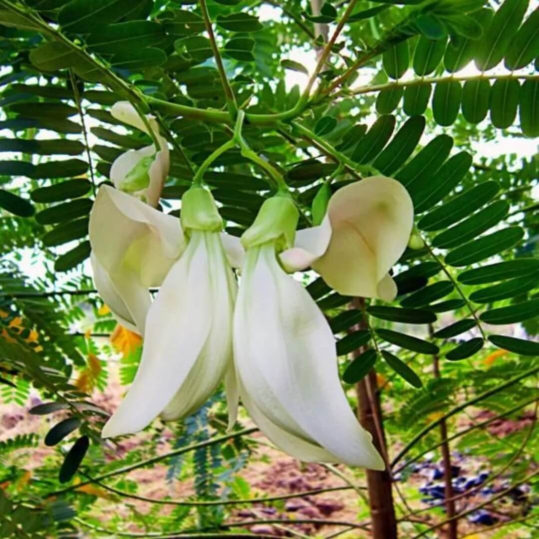 Sesbania Grandiflora Seeds - Heirloom Vegetable Plant for Home Gardens 