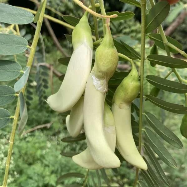 Sesbania Grandiflora Seeds - Heirloom Vegetable Plant for Home Gardens 