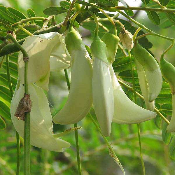 Sesbania Grandiflora Seeds - Heirloom Vegetable Plant for Home Gardens 