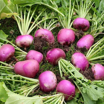 Seven top turnip seeds - Vegetable Plant