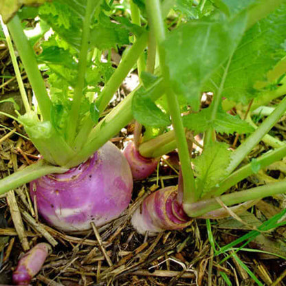 Seven top turnip seeds - Vegetable Plant