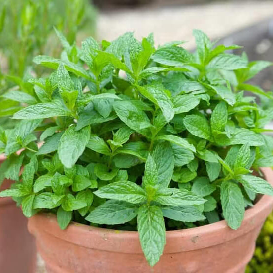 Shade-Tolerant Mint Seeds - Herbal Plant