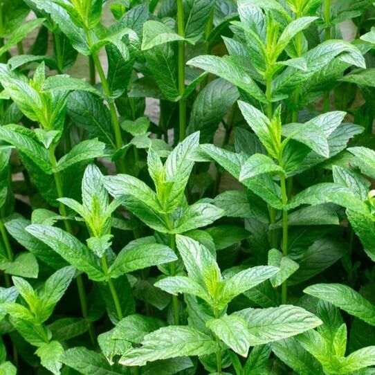 Shade-Tolerant Mint Seeds - Herbal Plant