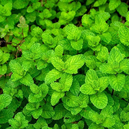 Shade-Tolerant Mint Seeds - Herbal Plant