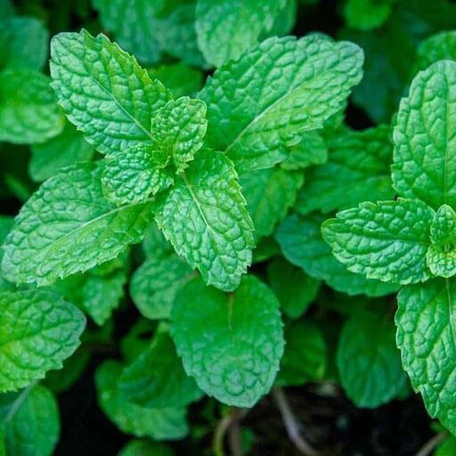 Shade-Tolerant Mint Seeds - Herbal Plant