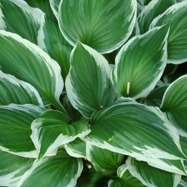 Shade Garden Hosta Seeds