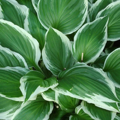 Shade Garden Hosta Seeds