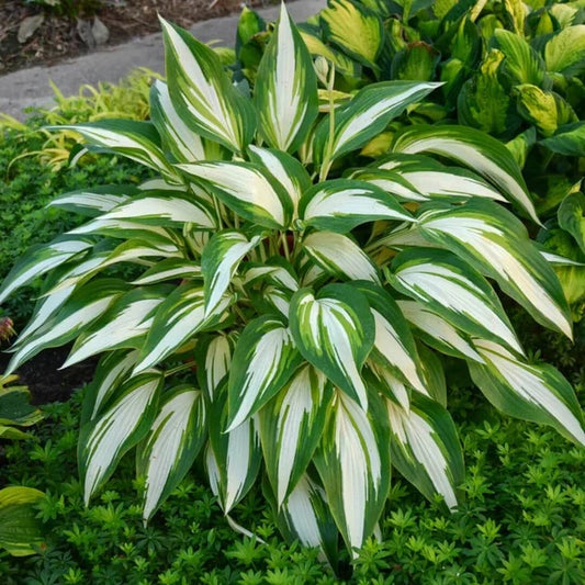 Shade Garden Hosta Seeds
