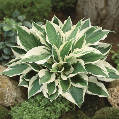 Shade Garden Hosta Seeds for Planting