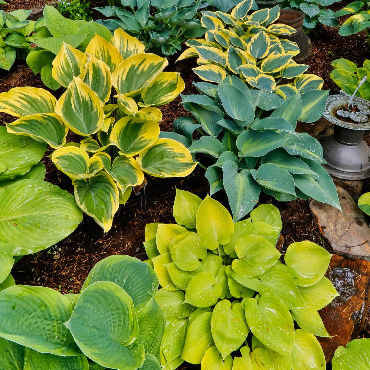 Shade Garden Mix Seeds 