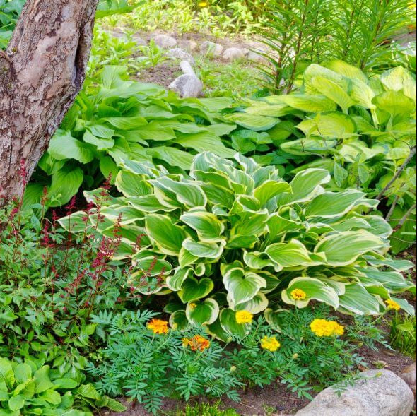 Shade Garden Mix Seeds 