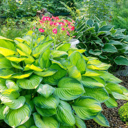Shade Garden Mix Seeds 