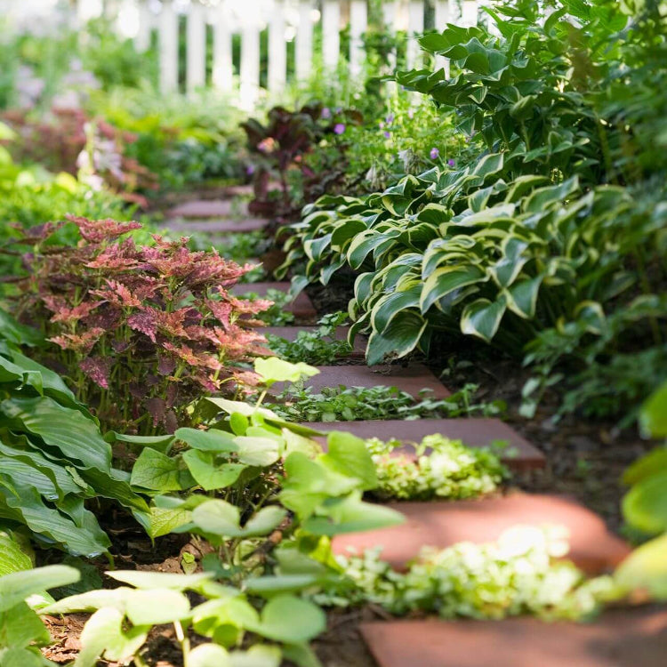 Shade Garden Mix Seeds 