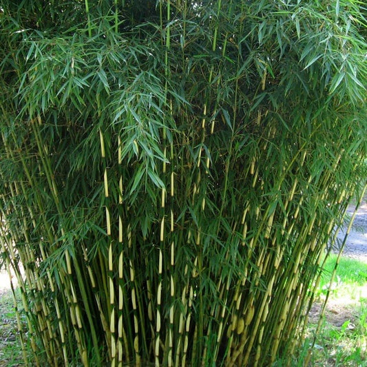Shade Tolerant Bamboo seeds - Flower Plant