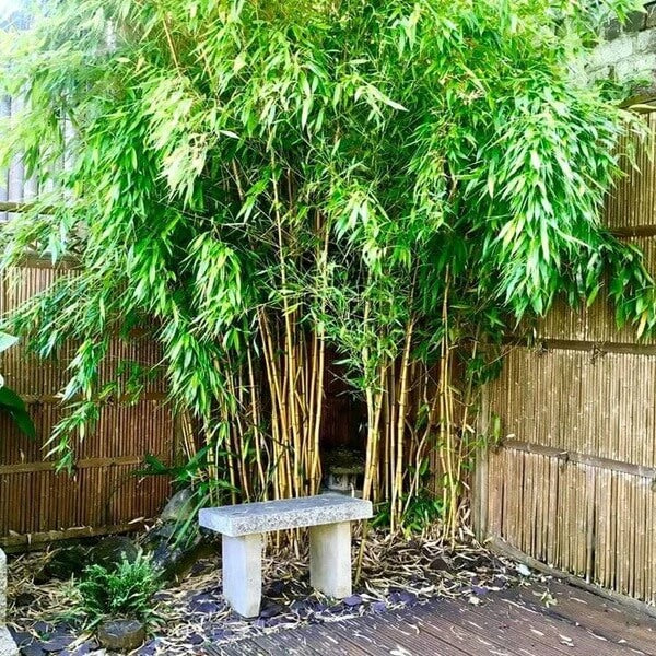 Shade Tolerant Bamboo seeds - Flower Plant