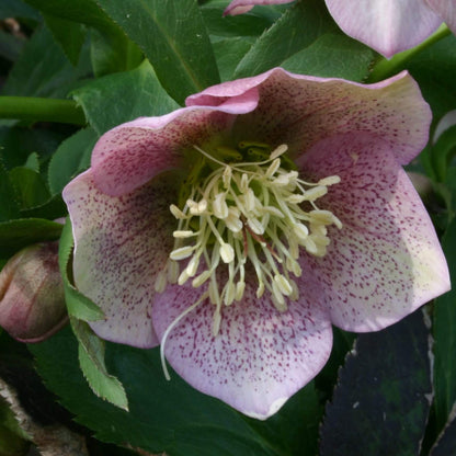 Shade ground cover plants Seeds