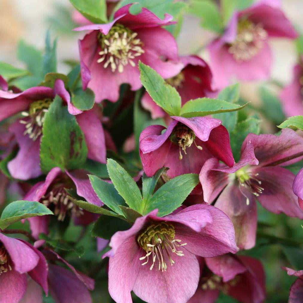 Shade ground cover plants Seeds