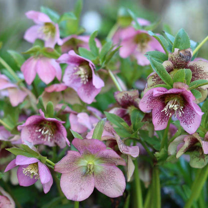 Shade ground cover plants Seeds