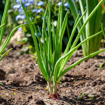 Shallot Seeds