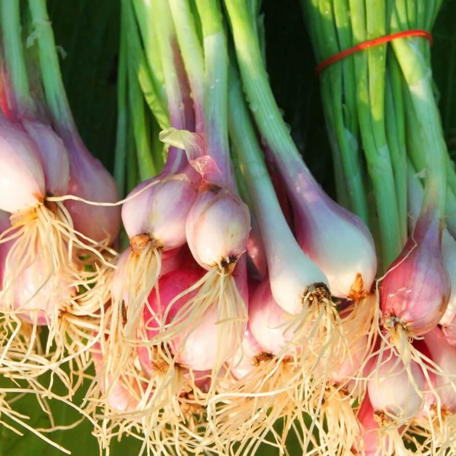 Shallot Seeds