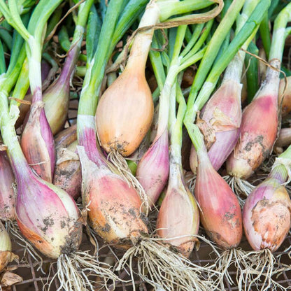 Shallot Seeds
