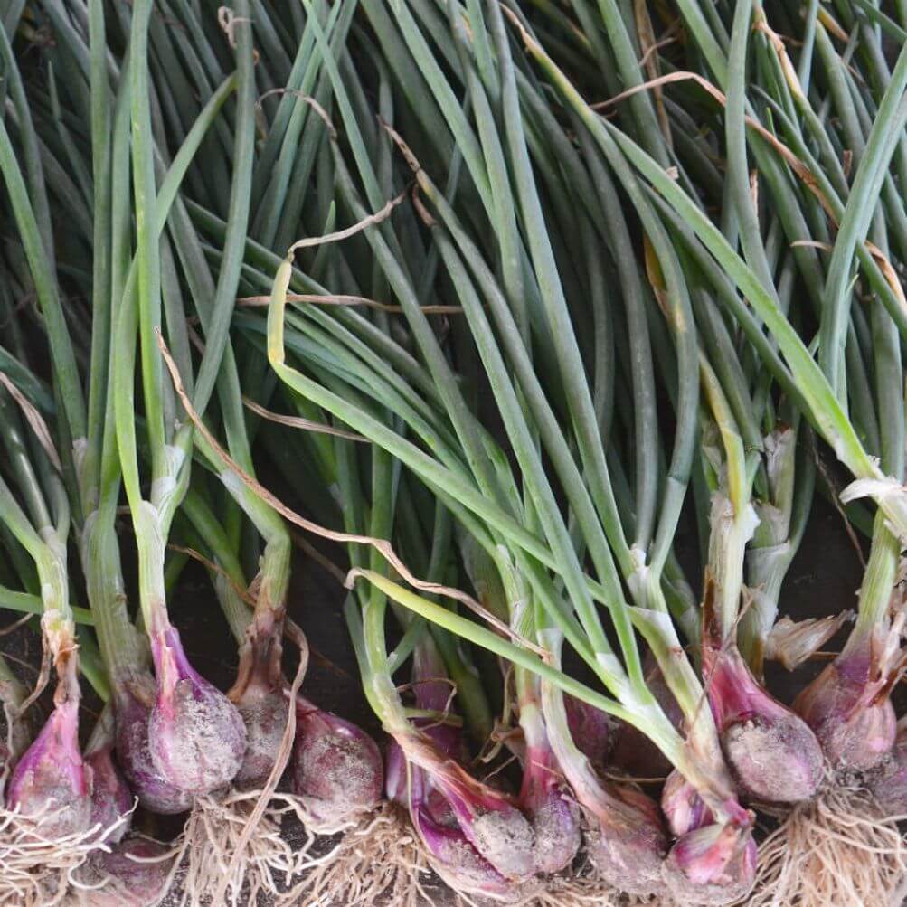 Shallot Seeds