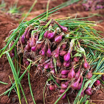 Shallot Seeds - Vegetable Plant for Home Gardens