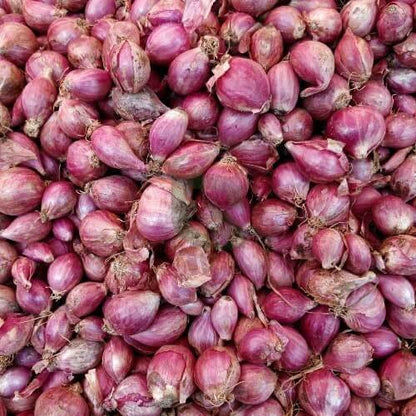 Shallot Seeds - Vegetable Plant for Home Gardens