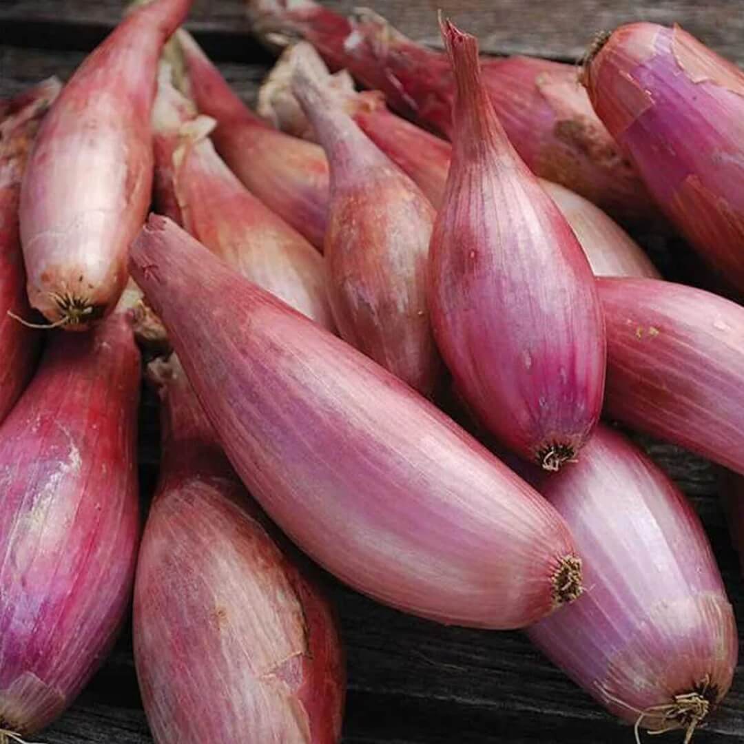 Shallots Onion Seeds 