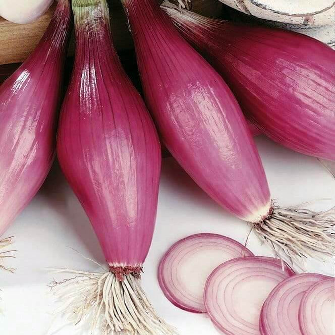 Shallots Onion Seeds 