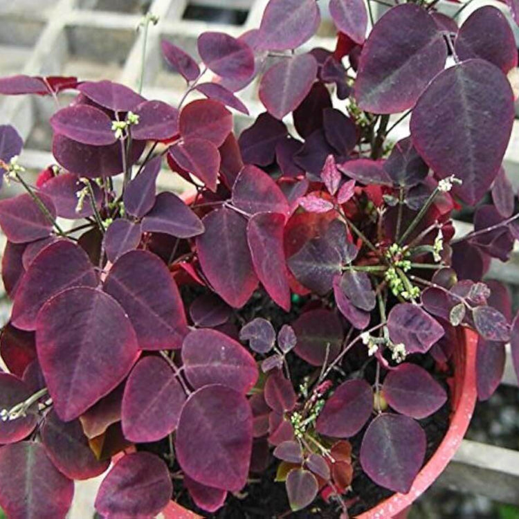 Shamrock Plant Seeds - Ornamental Plant Seeds for Home Gardens