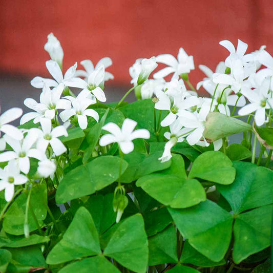 Shamrock Rish Clover Seeds - Flower Plant 