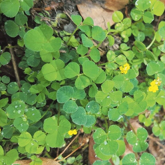 Shamrock Rish Clover Seeds - Flower Plant 