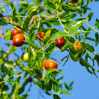 Shanlix Jujube Seeds