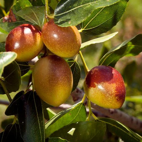 Shanlix Jujube Seeds