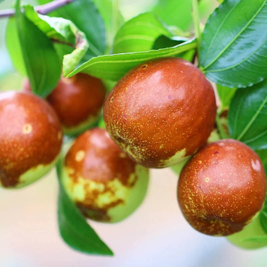 Shanlix Jujube Seeds