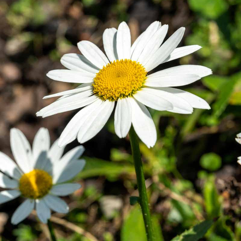 Shasta Daisy Seeds - Flower Plant