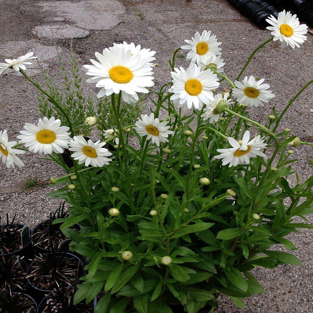 Shasta Daisy Seeds - Flower Plant