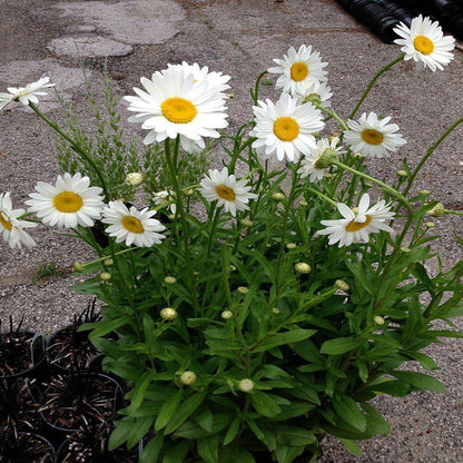Shasta Daisy Seeds - Flower Plant