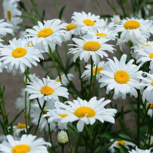 Shasta Daisy Seeds - Flower Plant
