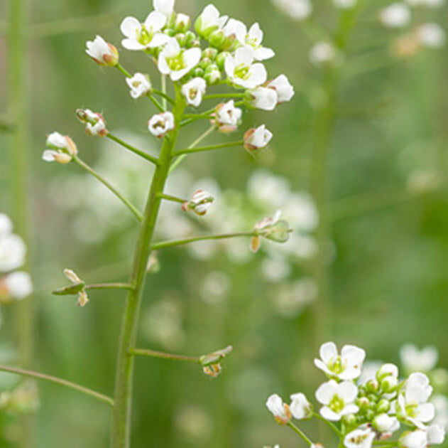 Shepherd's Purse Seeds - Herbal Plant
