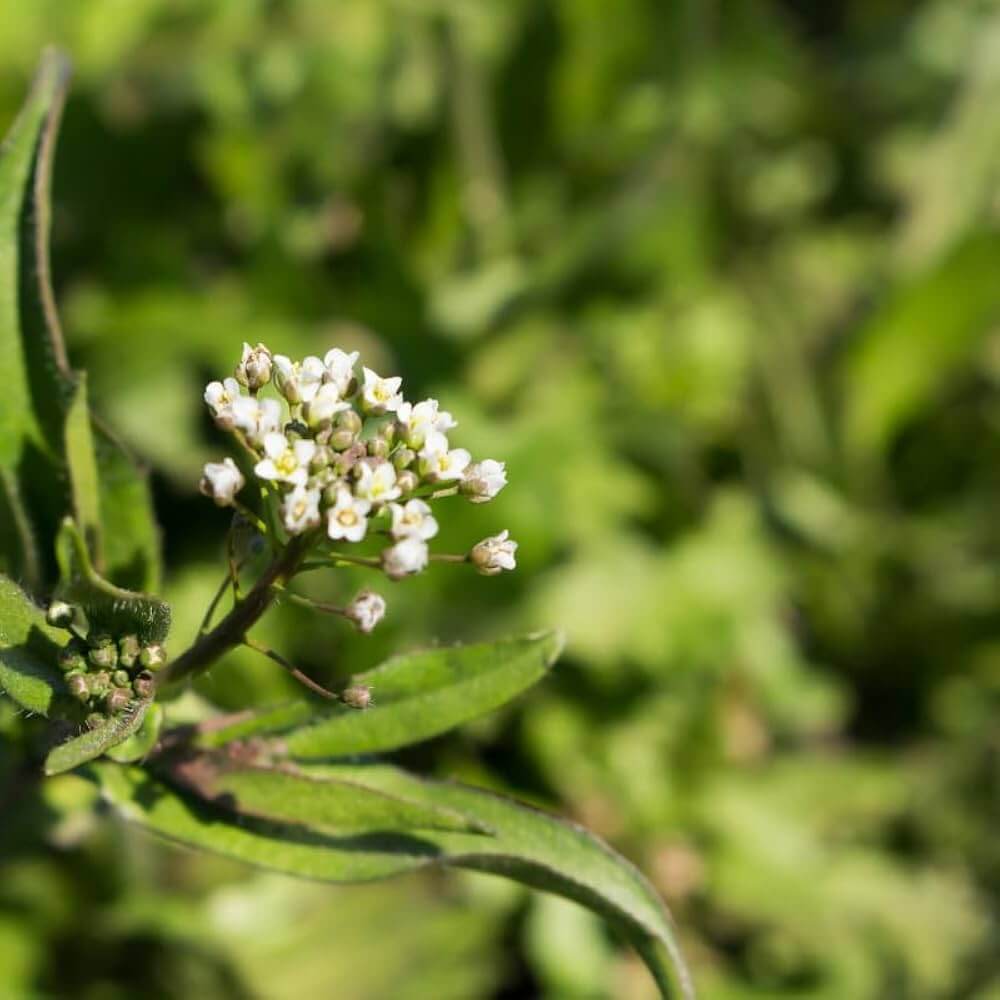 Shepherd's Purse Seeds - Herbal Plant