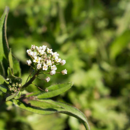 Shepherd's Purse Seeds - Herbal Plant