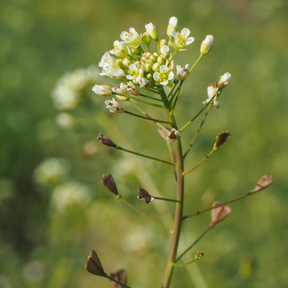 Shepherd's Purse Seeds - Herbal Plant